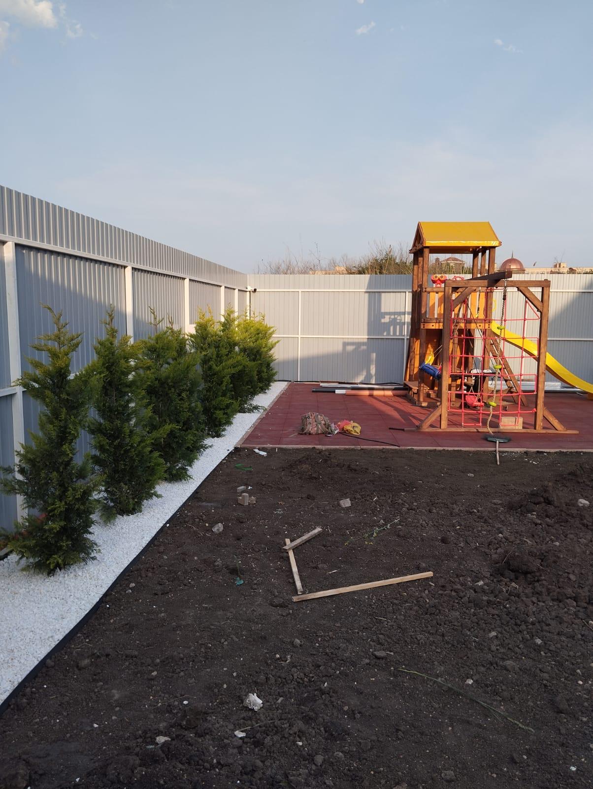 Линия хвойных вдоль забора после благоустройства